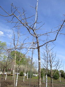 Burr Oak, 8-12, 2-12 ca...