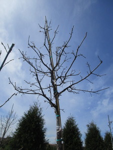 Swamp White Oak, 13ft, 3-12 ca...