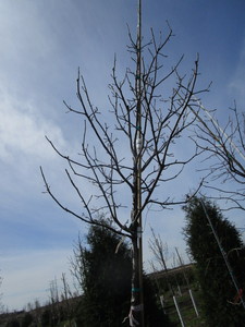 Swamp White Oak, 12ft, 2-12 ca...