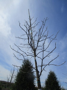 Swamp White Oak, 11ft, 2-12 ca...