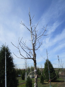 Swamp White Oak, 11ft, 2-12 ca...