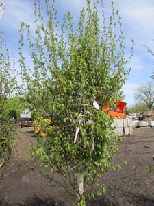 Dakota Pinnacle Birch, 7ft, 2-12 ...