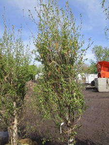 Dakota Pinnacle Birch, 7ft, 2-12 ...