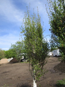 Dakota Pinnacle Birch, 8ft, 3-12 ...