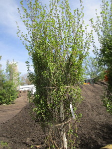 Dakota Pinnacle Birch, 7-12ft, 3 ...