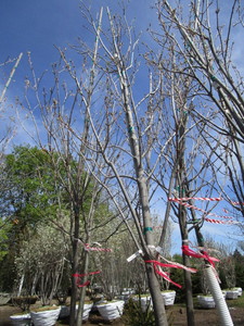 Fall Fiesta Maple, 13-12ft, 2-12...