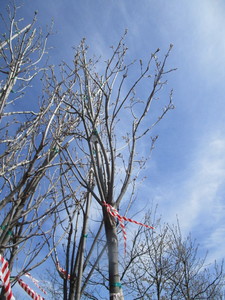 Fall Fiesta Maple, 13-12ft, 2-12...