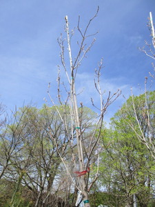 Fall Fiesta Maple, 14ft, 2 ca...