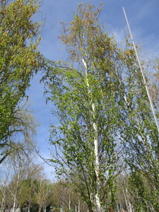 Parkland Pillar Birch, 19ft, 3 ca...