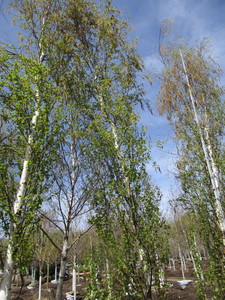 Parkland Pillar Birch, 17ft, 3 ca...