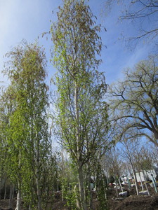 Parkland Pillar Birch, 16ft, 3 ca...