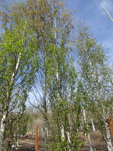 Parkland Pillar Birch, 17ft, 3-12...