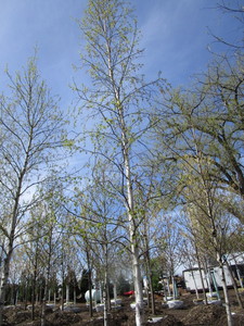 Whitespire Birch, 21ft, 4 ca...