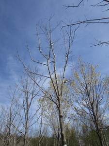 Green Mountain Maple, 16ft, 2-12 ...