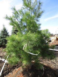 White Pine, 6ft...