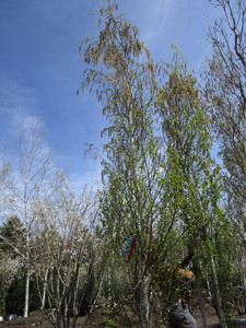 Parkland Pillar Birch, 16ft, 3 ca...