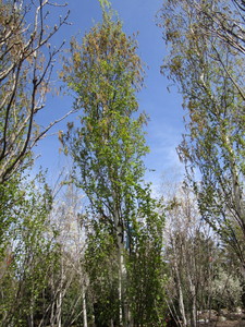 Parkland Pillar Birch, 16ft, 3 ca...