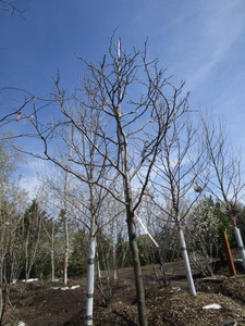 Skyline Locust, 12-12ft, 2 ca...