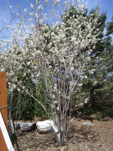 Serviceberry, 9ft...