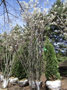 Serviceberry, 8ft...