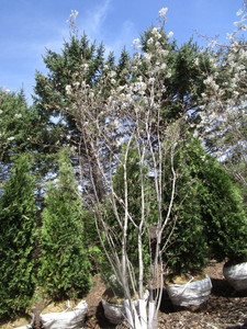 Serviceberry, 9ft...