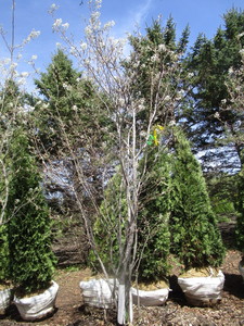 Serviceberry, 8ft...
