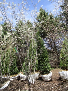 Serviceberry, 8ft...