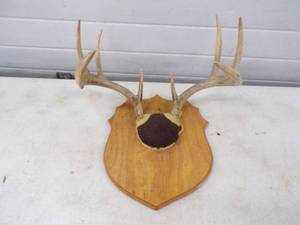 Antler Mount