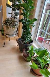 Assorted Live Houseplant Collection Lush Greenery Group