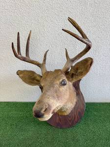 Deer Head Mount