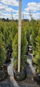 3'-4' Emerald Green Arborvitae - 2 gallon Pot