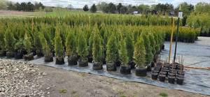 3-4 Emerald Green Arborvitae - 2 gallon Pot