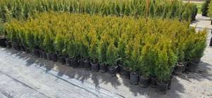 Emerald Green Arborvitae 2-3  - 1 Gallon Pot