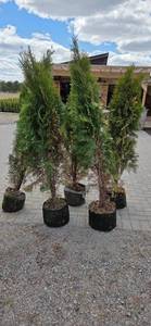 Shifters - 5-6 Arborvitae - Lot of 5 trees