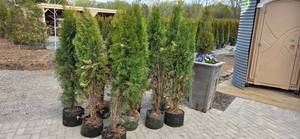 Shifters - 5-6 Arborvitae - Lot of 10 trees