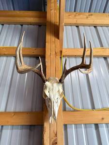 Whitetail Deer Skull with Antlers Taxidermy Mount for Display
