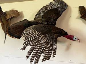 Mounted Wild Turkey Taxidermy with Wings Spread and Tail Fan on Wood Log Base