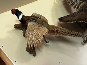 Mounted Male Pheasant Taxidermy on Wood Base