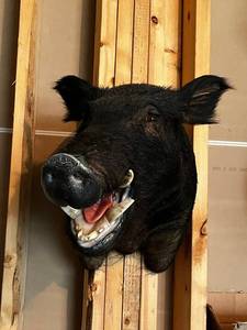Taxidermy Wild Boar Head Mount on Wooden Backboard