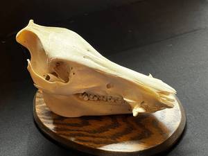 Mounted Animal Skull Display on Round Wood Base - Educational Specimen