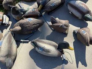 Mallard Duck Decoys - Used Waterfowl Hunting Decoys