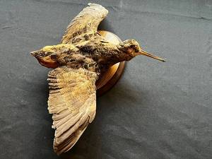 Bird Mount on Wooden Base (Unknown Species) Possible American Woodcock