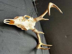 Deer Skull with Antlers - Natural Bone Display Specimen