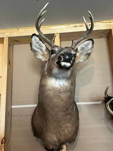 White-Tailed Deer Shoulder Mount Taxidermy with Large Multi-Tine Antlers