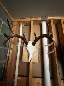 Mounted Deer Skull with Large Antlers