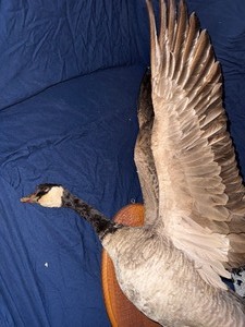 Canada goose taxidermy mount