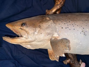 Large rainbow trout fish Mount