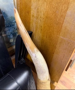 Real bull horn