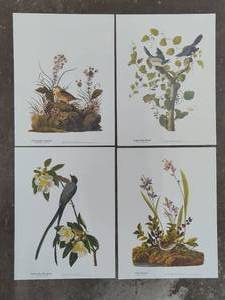 Assorted Bird Prints - Not Framed