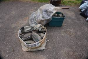 Large Lot of Mallard Duck Decoys